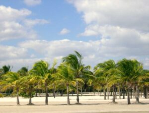 Best Things To Do In Miami
