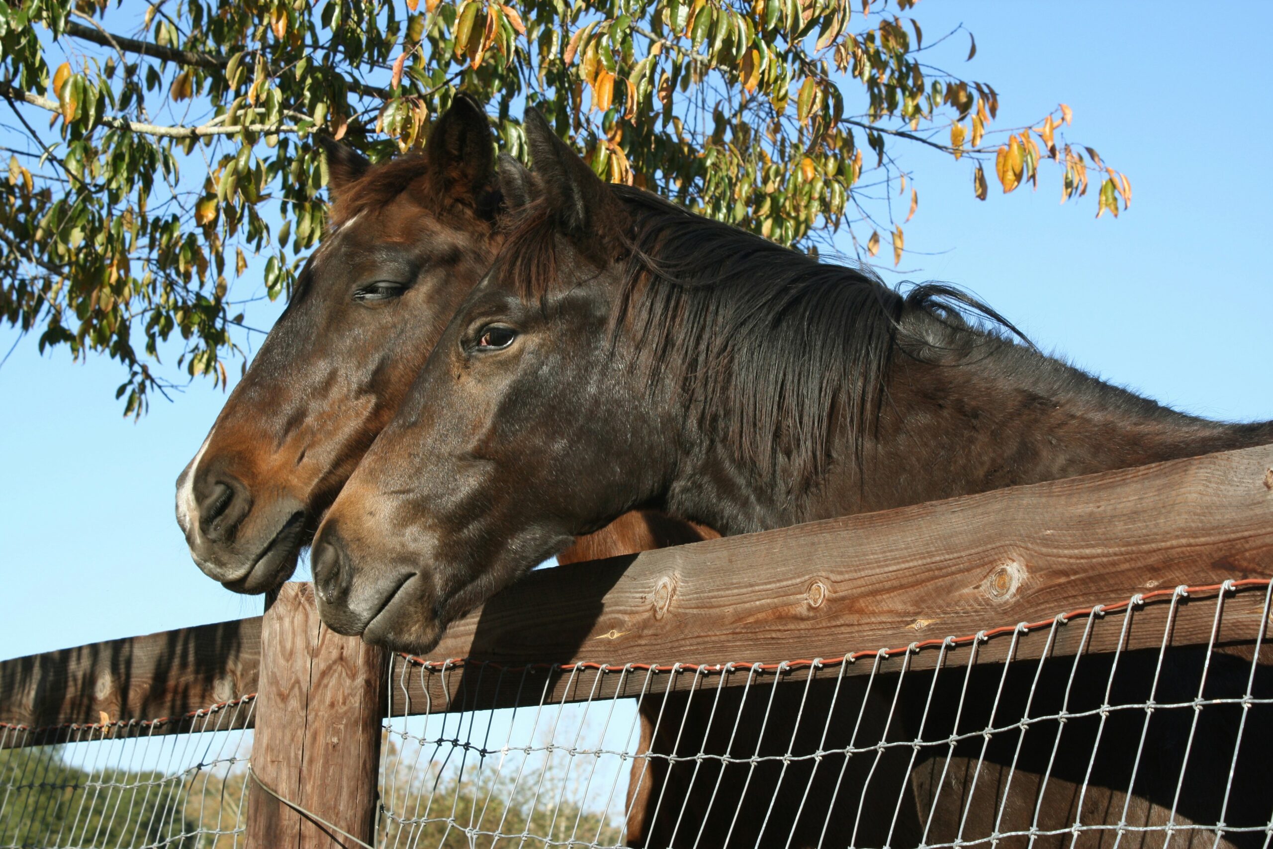 Ocala