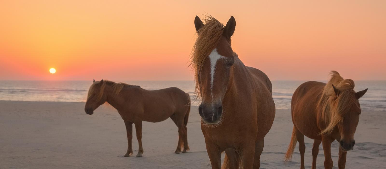 An Insider's Guide to Assateague Island